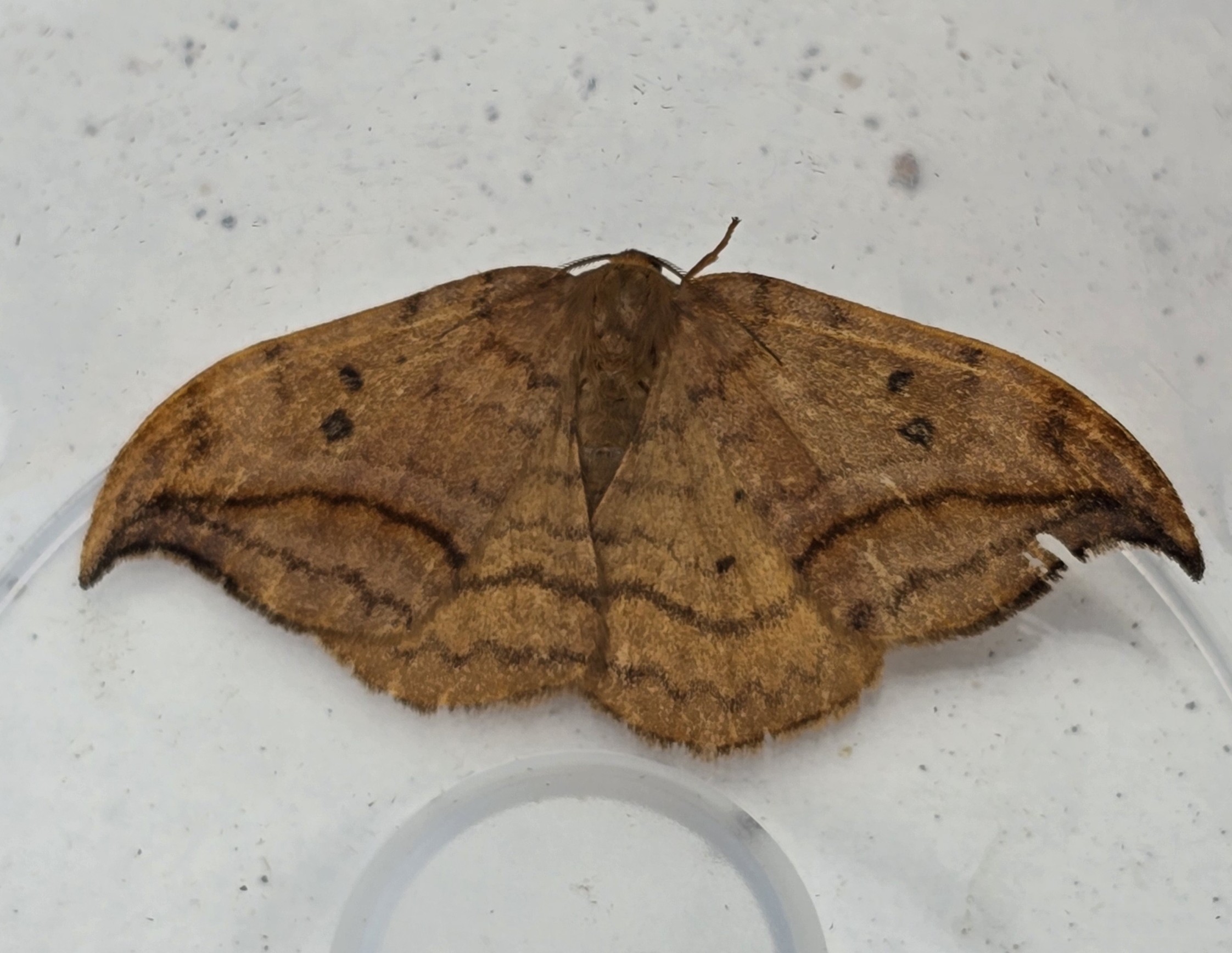 Photo of Dusky Hook-tip (Drepana curvatula)